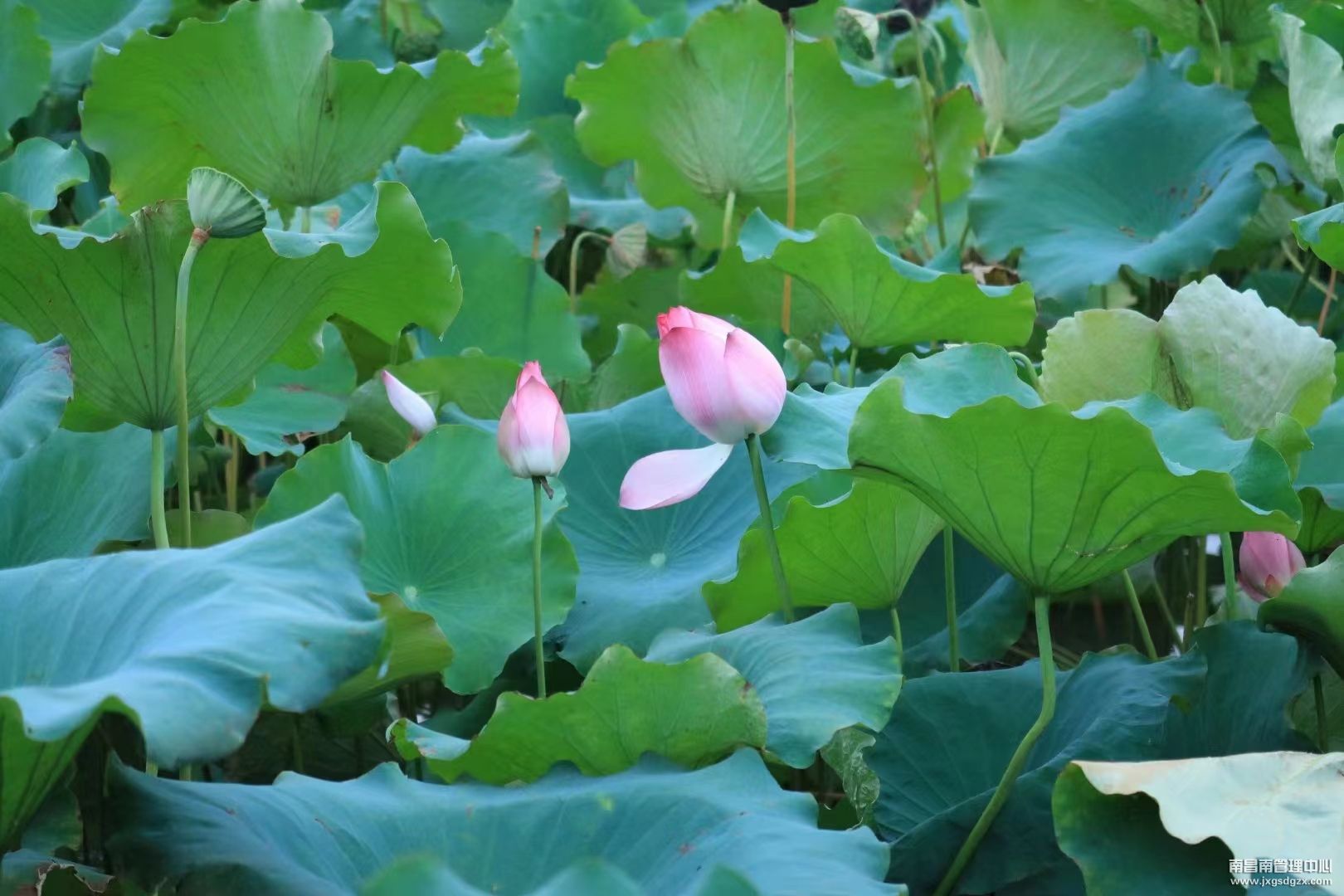 花开半夏